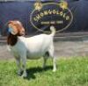 1X BOER GOAT PREGNANT FLOCK DOE SHONGOLOLO BOERBOKSTOET - 2
