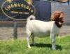 1X BOER GOAT PREGNANT FLOCK DOE SHONGOLOLO BOERBOKSTOET - 3
