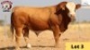 1X Simmental Bull 3835 Essex Undertakings