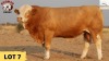 1X Simmental Bull 9549 Essex Undertakings