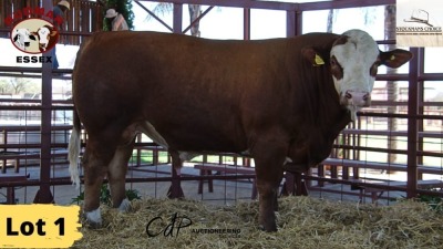 1X Simmental Bull 4462 Essex Undertakings