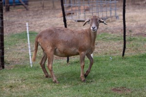 1X OOI met lam/EWE with lamb B3 Genetics - Charles Freeme - 074 207 0007 (Highest Bidder may choose A, B, C or D of Lot round or take all - Pay per piece. Choice once per Lot round, Rest to take all)