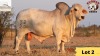 1X Brahman Bull 20/52 Essex Undertakings