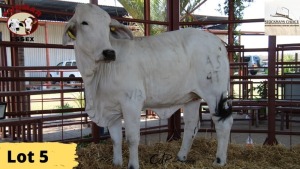 1X Brahman Heifer RP21/178 Essex Undertakings