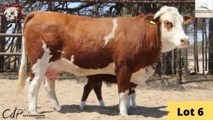 1X Simmental Cow & Calf 6899+CALF Essex Undertakings