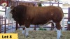 1X Simmental Bull HP1864 Essex Undertakings