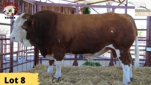 1X Simmental Bull HP1864 Essex Undertakings