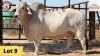 1X Brahman Bull 20/38 Essex Undertakings