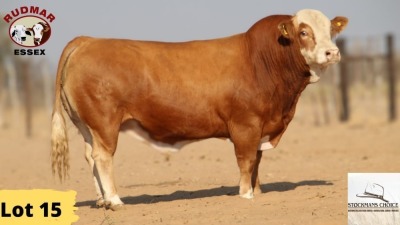 1X Simmental Bull 6724 Essex Undertakings