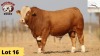 1X Simmental Bull 9919 Essex Undertakings