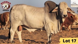 1X Brahman Bull 20/54 Essex Undertakings