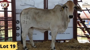 1X Brahman Heifer RP21/184 Essex Undertakings