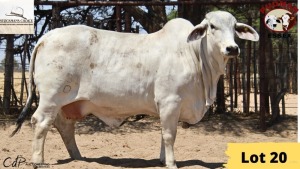 1+1X Brahman Cow & Calf RP20/231 Essex Undertakings