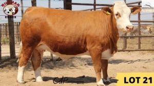 1X Simmental Cow 9538 Essex Undertakings