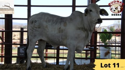 1X Brahman Heifer RP21/267 Essex Undertakings