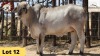 1X Brahman Heifer RP21/136 Essex Undertakings