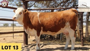 1X Simmental Cow 5575 Essex Undertakings