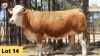 1X Simmental Cow 7630 Essex Undertakings