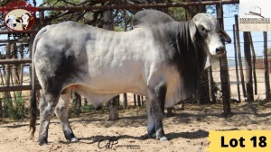 1X Brahman Bull 20/27 Essex Undertakings