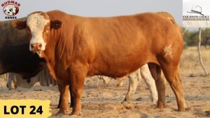 WITHDRAWN - 1X Simmental Bull JAKES Essex Undertakings