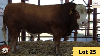 1X Simmental Bull 3928 Essex Undertakings