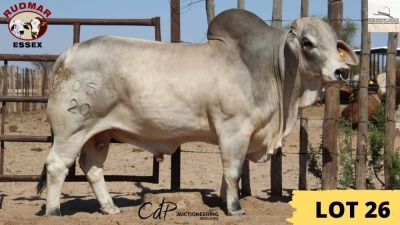 1X Brahman Bull 20/05 Essex Undertakings