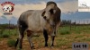 WITHDRAWN - 1X Brahman Bull SBB 1873 Essex Undertakings