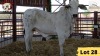 1X Brahman Heifer RP21/167 Essex Undertakings