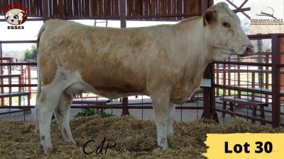 1X Simmental Heifer 5187 Essex Undertakings