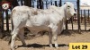 1X Brahman Heifer RP21/156 Essex Undertakings