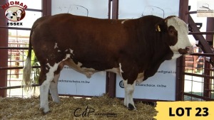 1X Simmental Bull 9441 Essex Undertakings