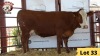 1X Simmental Cow HUKG Essex Undertakings