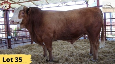 1X Simmental Bull STOPPER MERK Essex Undertakings