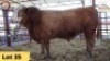1X Simmental Bull STOPPER MERK Essex Undertakings