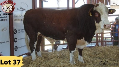 1X Brahman Bull 20/40 Essex Undertakings