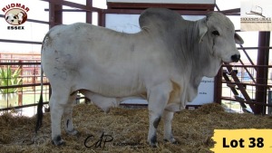1X Brahman Bull 20/22 Essex Undertakings