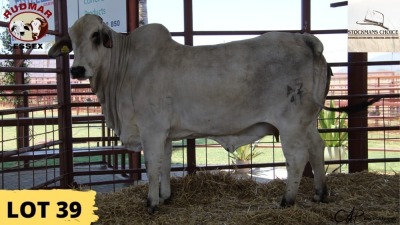 1X Brahman Heifer RP20/113 Essex Undertakings