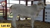 1X Brahman Heifer RP21/230 Essex Undertakings