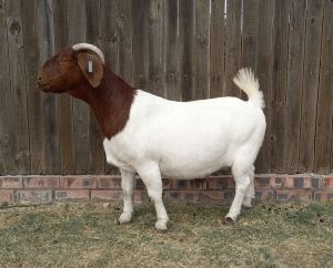 1X BOER GOAT FLOCK DOE KAMEELDORING BOERBOKSTOET