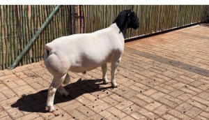 LOT 74 1X DORPER FLOCK RAM COMPION DORPERS