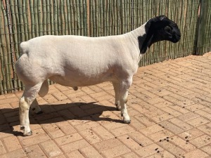 LOT 71 1X DORPER UD STRAM COMPION DORPERS