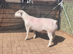 LOT 101 1X WHITE DORPER STUD RAM COMPION DORPERS