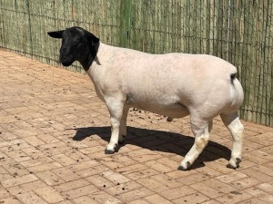 LOT 73 1X DORPER FLOCK RAM COMPION DORPERS