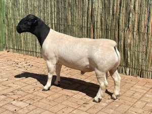 LOT 75 1X DORPER STUD RAM COMPION DORPERS