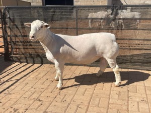 LOT 102 1X WHITE DORPER STUD RAM COMPION DORPERS