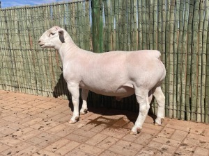 LOT 103 1X WHITE DORPER STUD RAM COMPION DORPERS