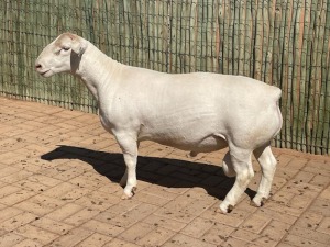 LOT 104 1X WHITE DORPER T5 RAM COMPION DORPERS