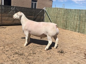 LOT 105 1X WHITE DORPER STUD RAM COMPION DORPERS