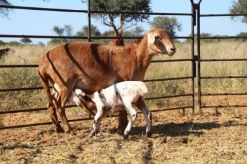 1X OOI met lam/EWE with lamb Thaba Meatmasters - Chris Barkhuizen - 076 8506726