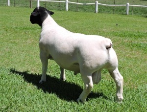 LOT 42 1X DORPER T5 RAM IZAK NEL DORPERS